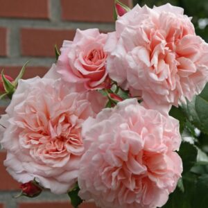 rose_de_tolbiac_1_800x800 | ЛПХ питомник роз "ГАРАНТ"